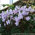 Cyclamen persicum, Judy Glattstein Cyclamen persicum, Judy Glattstein