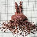 Cyclamen persicum tuber, Mary Sue Ittner [Shift+click to enlarge, Click to go to wiki entry]