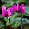 Cyclamen pseudibericum, Mary Sue Ittner [Shift+click to enlarge, Click to go to wiki entry]