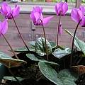 Cyclamen purpurascens, Mary Sue Ittner [Shift+click to enlarge, Click to go to wiki entry]
