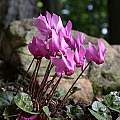 Cyclamen purpurascens, John Lonsdale [Shift+click to enlarge, Click to go to wiki entry]