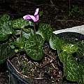 Cyclamen purpurascens in pots: you may see the spirals with the capsules containing the seeds, Giorgio Pozzi
