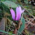 Cyclamen purpurascens, Northern Italy, Mary Sue Ittner [Shift+click to enlarge, Click to go to wiki entry]