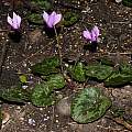 Cyclamen purpurascens:you may see a tuber facing over the soil level, Giorgio Pozzi [Shift+click to enlarge, Click to go to wiki entry]