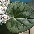 Cyclamen purpurascens leaves, John Lonsdale