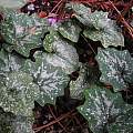 Cyclamen repandum leaves, Mary Sue Ittner