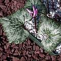 Cyclamen repandum ssp. peloponnesiacum, John Lonsdale