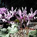 Cyclamen rohlfsianum, John Lonsdale [Shift+click to enlarge, Click to go to wiki entry]