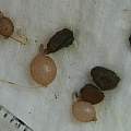 Cyclamen coum seed germinating, David Pilling