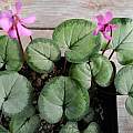 Cyclamen × drydeniae, Mary Sue Ittner [Shift+click to enlarge, Click to go to wiki entry]