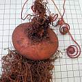 Cyclamen × drydeniae, tuber, seed Mary Sue Ittner [Shift+click to enlarge, Click to go to wiki entry]