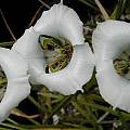 Cypella hauthalii ssp. opalina, Dirk Wallace