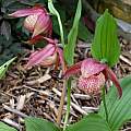 Cypripedium Baerbel Schmidt, Martin Bohnet Cypripedium Baerbel Schmidt, Martin Bohnet
