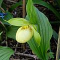 Cypripedium Barry Phillips, Martin Bohnet Cypripedium Barry Phillips, Martin Bohnet