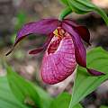 Cypripedium Gisela, Martin Bohnet Cypripedium Gisela, Martin Bohnet
