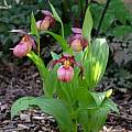 Cypripedium Gisela in flower 10th of May, Martin Bohnet Cypripedium Gisela in flower 10th of May, Martin Bohnet
