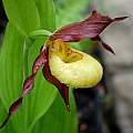 Cypripedium Otto, Martin Bohnet Cypripedium Otto, Martin Bohnet