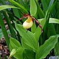 Cypripedium Otto, Martin Bohnet Cypripedium Otto, Martin Bohnet