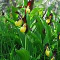 Cypripedium calceolus, Oron Peri Cypripedium calceolus, Oron Peri