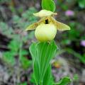Cypripedium flavum, Oron Peri Cypripedium flavum, Oron Peri