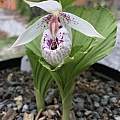Cypripedium formosanum, Nicholas Plummer Cypripedium formosanum, Nicholas Plummer
