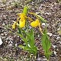 Cypripedium parviflorum, Carl Frederick Cypripedium parviflorum, Carl Frederick