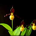 Cypripedium parviflorum var. makasin, Nicholas Plummer Cypripedium parviflorum var. makasin, Nicholas Plummer