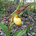 Cypripedium parviflorum var. pubescens, Nicholas Plummer Cypripedium parviflorum var. pubescens, Nicholas Plummer