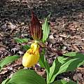 Cypripedium parviflorum var. pubescens, Nicholas Plummer Cypripedium parviflorum var. pubescens, Nicholas Plummer