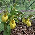 Cypripedium parviflorum var. pubescens, Nicholas Plummer Cypripedium parviflorum var. pubescens, Nicholas Plummer