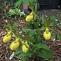 Cypripedium parviflorum var. pubescens, Nicholas Plummer Cypripedium parviflorum var. pubescens, Nicholas Plummer