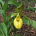 Cypripedium parviflorum var. pubescens, Nicholas Plummer Cypripedium parviflorum var. pubescens, Nicholas Plummer