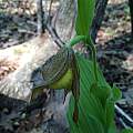 Cypripedium parviflorum var. pubescens, Nicholas Plummer Cypripedium parviflorum var. pubescens, Nicholas Plummer