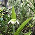Cypripedium passerinum, Carl Frederick Cypripedium passerinum, Carl Frederick