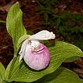 Cypripedium reginae, Giorgio Pozzi Cypripedium reginae, Giorgio Pozzi