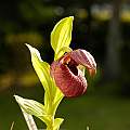 Cypripedium calcicola, syn. Cypripedium smithii, Giorgio Pozzi