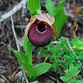 Cypripedium tibeticum, Oron Peri Cypripedium tibeticum, Oron Peri