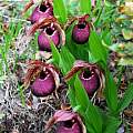 Cypripedium tibeticum, Oron Peri Cypripedium tibeticum, Oron Peri