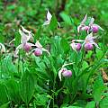 Cypripedium yunnanense, Oron Peri