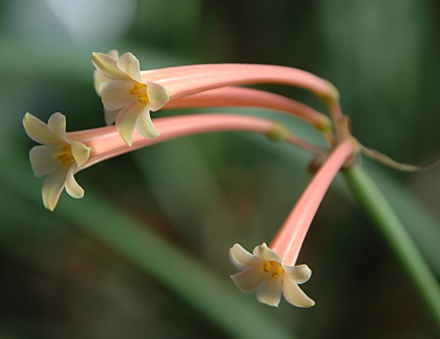 BIG Cyrtanthus macmasteri geophyte ULTRA RARE bulbous ornamental plant 