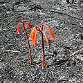 Cyrtanthus angustifolius, Cameron McMaster