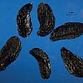 Cyrtanthus brachyscyphus seed, David Pilling
