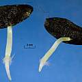 Cyrtanthus brachyscyphus seed germination, David Pilling
