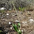 Cyrtanthus carneus, Cameron McMaster