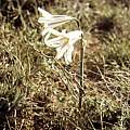 Cyrtanthus clavatus, Cameron McMaster