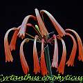 Cyrtanthus epiphyticus, Bill Dijk