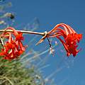 Cyrtanthus epiphyticus, Naude's Nek, Bob Rutemoeller