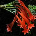 Cyrtanthus epiphyticus, Naude's Nek, Mary Sue Ittner Cyrtanthus epiphyticus, Naude's Nek, Mary Sue Ittner