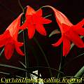 Cyrtanthus eucallus hybrids, Bill Dijk