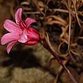 Cyrtanthus galpinii, i.c. Riddell, iNaturalist, CC BY-NC
